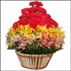 Excitement Bond - Click here to View more details about this Product